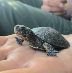 a baby Western Pond Turtle.