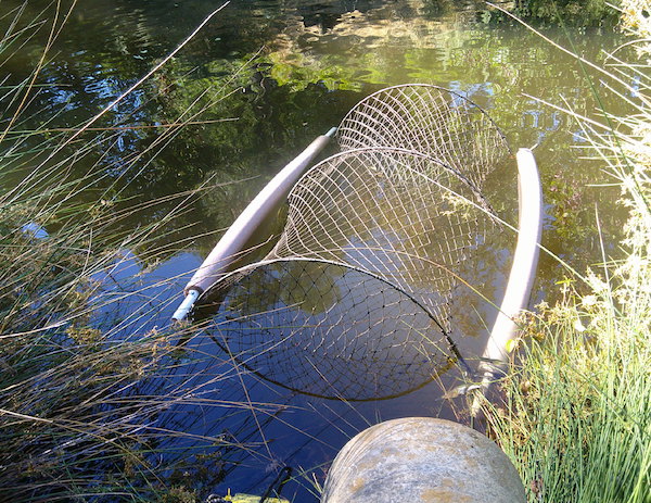 An example photo of a hoop net in use