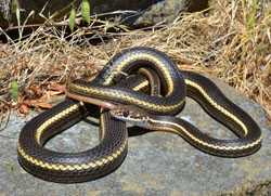 California whipsnake