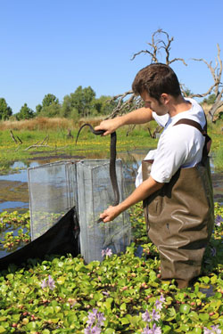 Undergraduate UC Davis student Will Bauer with a Nerodia sipedon.