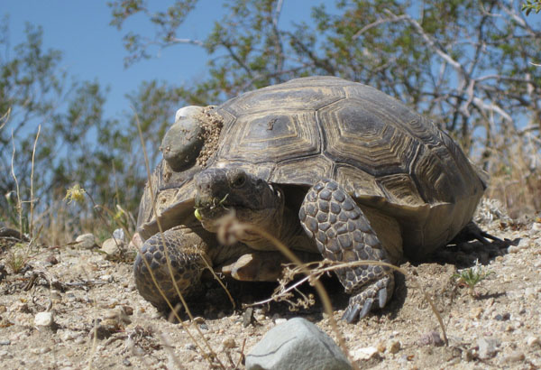Female desert tortoise outfitted with a radio transmitter.