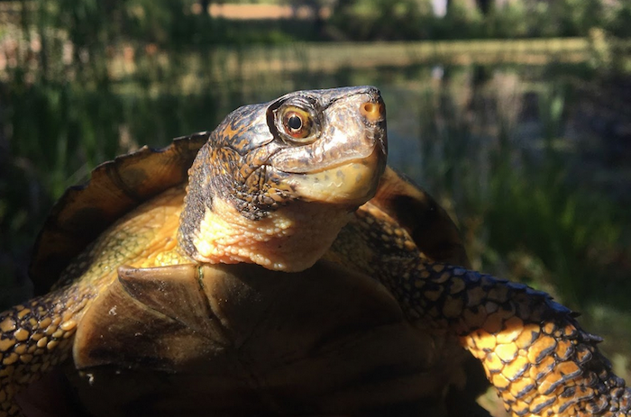 What a regal animal, the Western Pond Turtle
